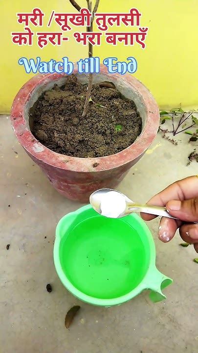 मरी सूखी तुलसी को हरा भरा और घना बनानें का सफल तरीकाtulsi Plant Care