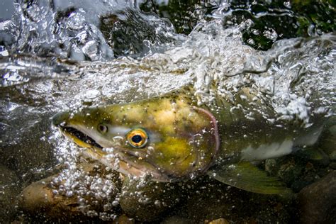 2015 Salmon Top Ten Eiko Jones Photo And Video