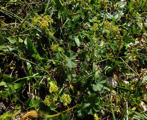 Alchemilla Flabellata Rosaceae Image At Phytoimages Siu Edu