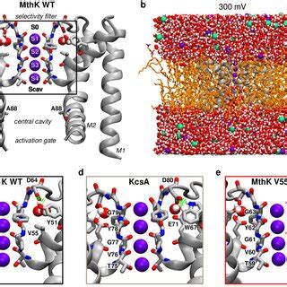 Basic architecture of a potassium channel. A, Crystal structure of MthK ...