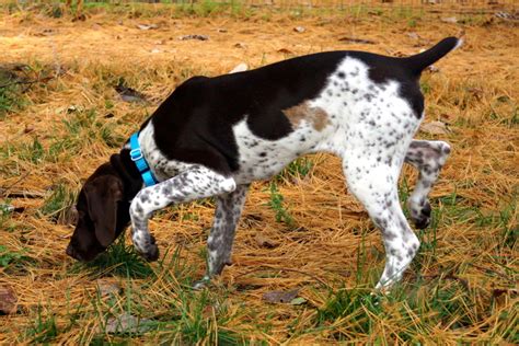 1920x1280 german shorthaired pointer wallpaper for computer ...