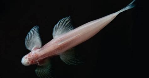 blind cave dwelling fish  climb walls  verge