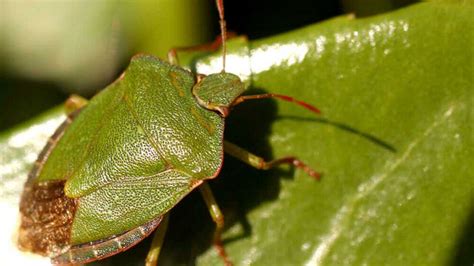 Consigli E Rimedi Naturali Per Allontanare Le Cimici Da Casa