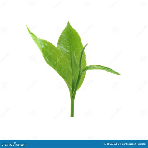 Green Tea Leaf Isolated On White Background Stock Image Image Of