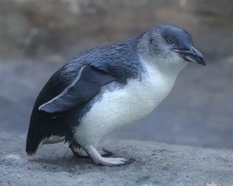 Little Blue Penguin - Facts, Diet, Habitat & Pictures on Animalia.bio