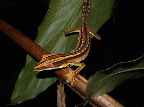 Leaf Tailed Gecko Wallpapers - Wallpaper Cave