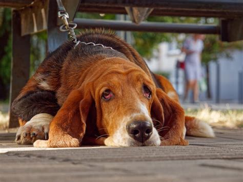 Hund Mit Schlappohren Hunderassen Mit H Ngenden Ohren Fell Freund