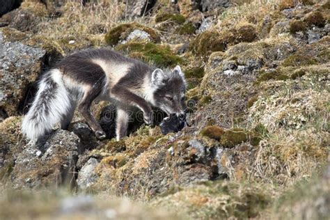 Arctic Fox Hunting for Birds Stock Image - Image of wildlife, summer ...