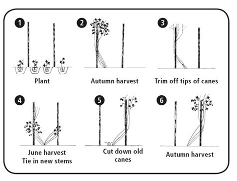 How To Take Care Of Raspberry Canes – Raspberry