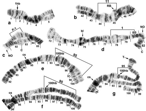 Novel Sequences And Rearrangements Of The Polytene Chromosomes Of