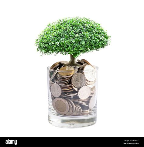 Tree plumule leaf on save money coins, Business finance saving banking ...