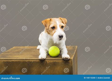 Reinrassiger Jack Russell Der Mit Einem Tennisball Spielt Stockfoto