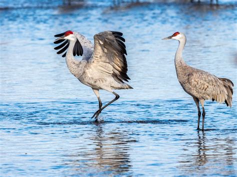 Sandhill Crane Migration - Visit Kearney Nebraska