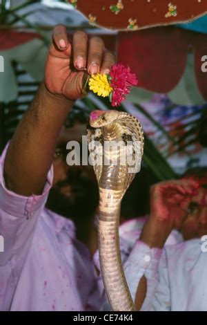 Naga Panchami Snake Festival Indian Woman Praying To Nag Cobra Snake