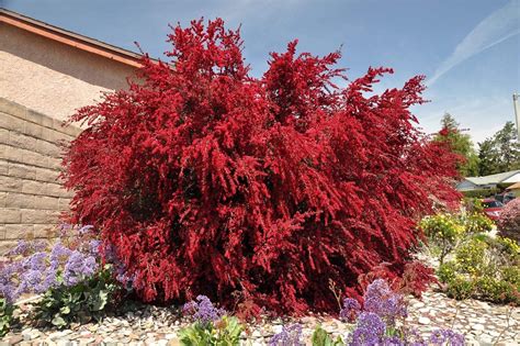 Leptospermum Scoparium Ruby Glow Manuka Tea Tree Plants In Cm