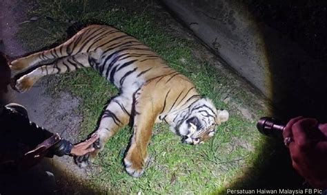 Harimau Malaya Simbol Gagah Hampir Pupus Sudah