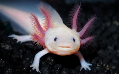 How Many Axolotls In The World 2024 Wikipedia - Renae Mahala