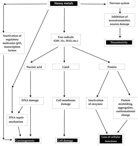 Mechanism And Health Effects Of Heavy Metal Toxicity In Humans Intechopen