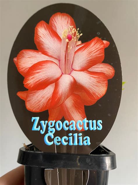 Schlumbergera Zygocactus Varieties 60mm Pot My Jungle Shack