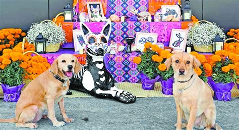 Tendr Jocotepec Altares Para Mascotas Por D A De Muertos