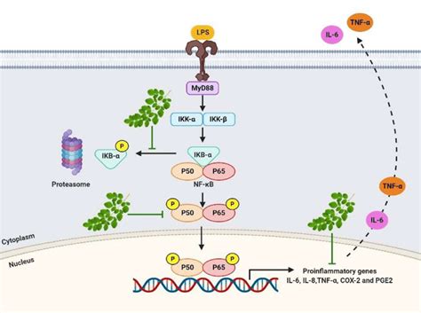 Mechanism Of Anti Inflammation Of Mo In Lps Induced Macrophages