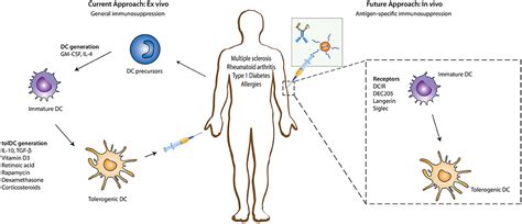 Frontiers Tolerogenic Immunotherapy Targeting Dc Surface Receptors