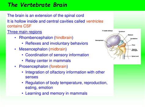 Ppt Overview Of The Nervous System Powerpoint Presentation Free