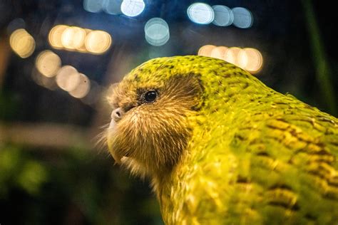 Kākāpō Parrots Are Flightless, Adorable and Making a Comeback ...