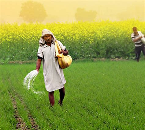 Govt To Finalise Pandk Fertiliser Subsidy For Rabi Season Soon The