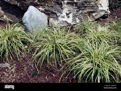 Evergold Sedge Carex Oshimensis Evergold Cyperaceae Stock Photo Alamy