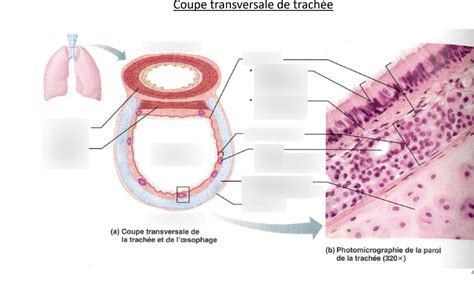 Coupe transversale de trachée 2 Diagram Quizlet