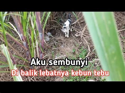 Seekor Kucing Kampung Di Buang Di Dalam Kebun Tebu Dan Adopsi Kucing