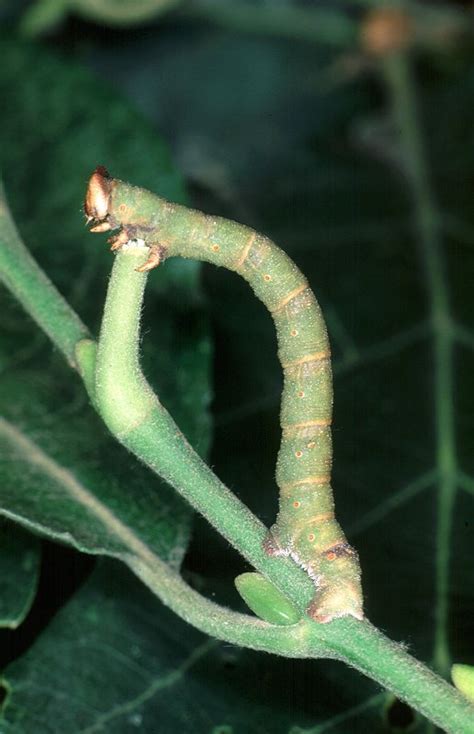 Peppered Moth | UKmoths