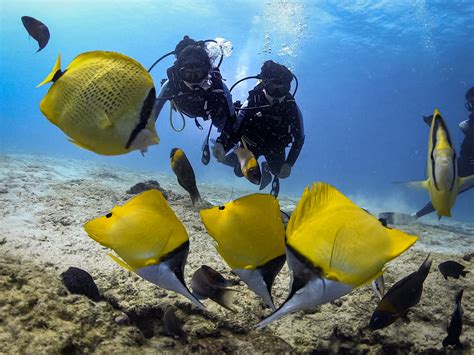 Waikiki Dive Sites Manny S Diving Adventures Oahu Hawaii