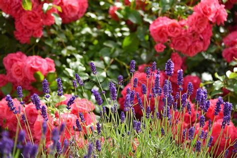 Rose and lavender garden stock photo. Image of lavender - 15115480