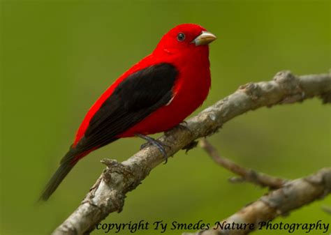 Scarlet Tanager Male