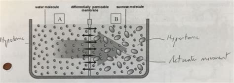 Honors Biology Unit 4 Organelles Honors Biology The Living Cell