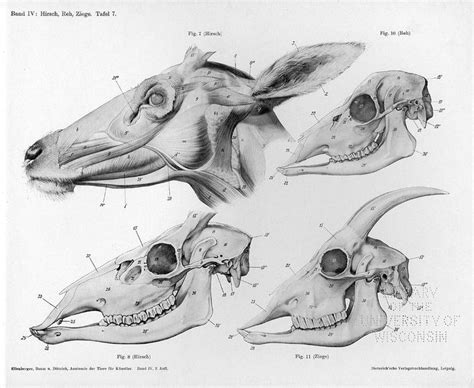 12 best images about Deer Anatomy on Pinterest | Animal anatomy, Deer ...