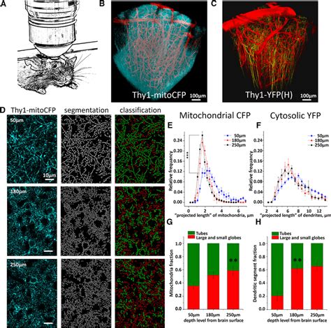 Intravital Two Photon Imaging Of Neuronal Mitochondria A Schematic