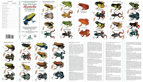 dart frog | Diary of a Mad Natural Historian | Dart frog, Frog species ...