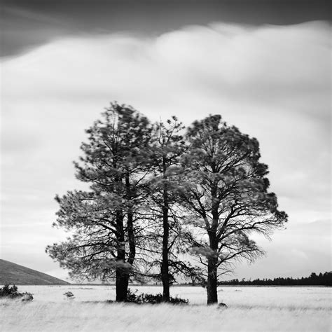 Gerald Berghammer - Golden Grass Field with Trees black and white fine ...