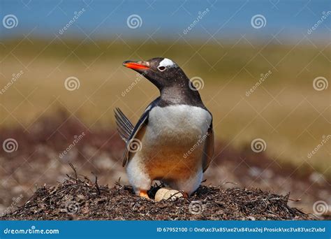 Gentoo Penguin in the Nest Wit Two Eggs, Falkland Islands Stock Photo ...