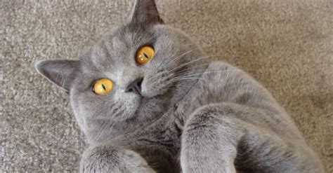 10 Grey Cat Breeds and Grey Cat Names - A-Z Animals