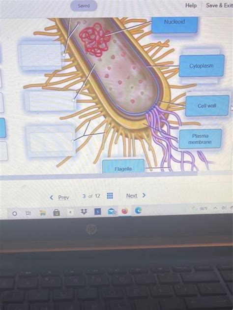 Solved Prokaryotic Cell Label The Image To Assess Your Chegg