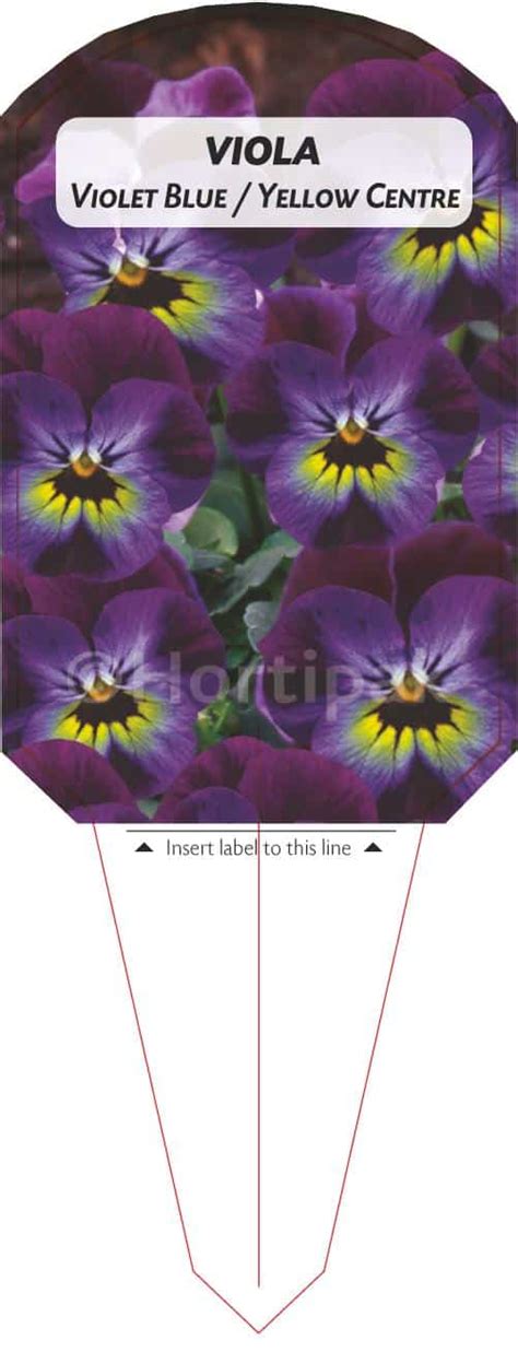 Viola Violet Blue Yellow Center Hortipak E Store