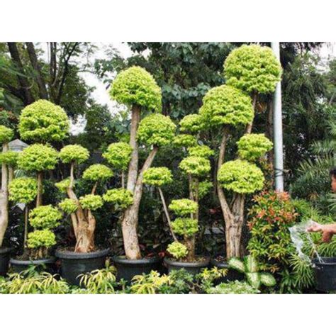 Jual Tanaman Hias Anting Putri Meter Pohon Anting Putri Bonsai