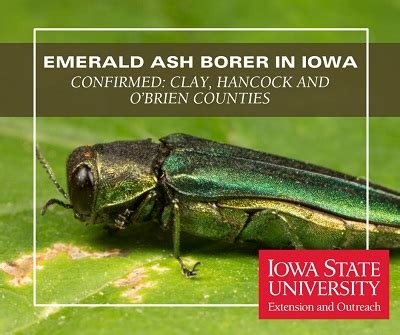 Emerald Ash Borer Discovered In 3 More Iowa Counties News