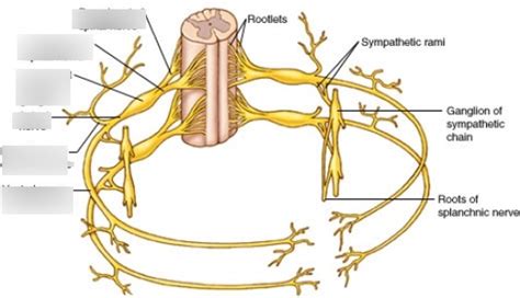 Spinal Nerve Anatomy Diagram Quizlet