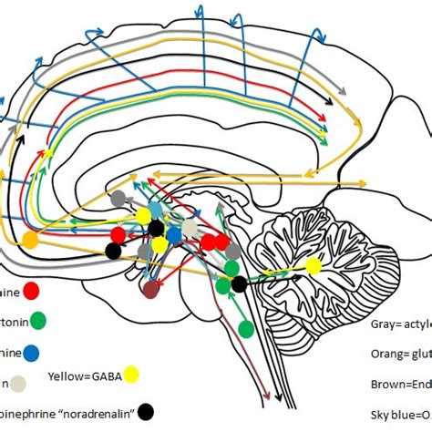 Illustration Of Anatomical Structure And Boundaries Of Stria Terminalis