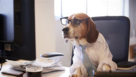 Emmener Son Chien Au Travail Avantages Et Conseils Assur O Poil